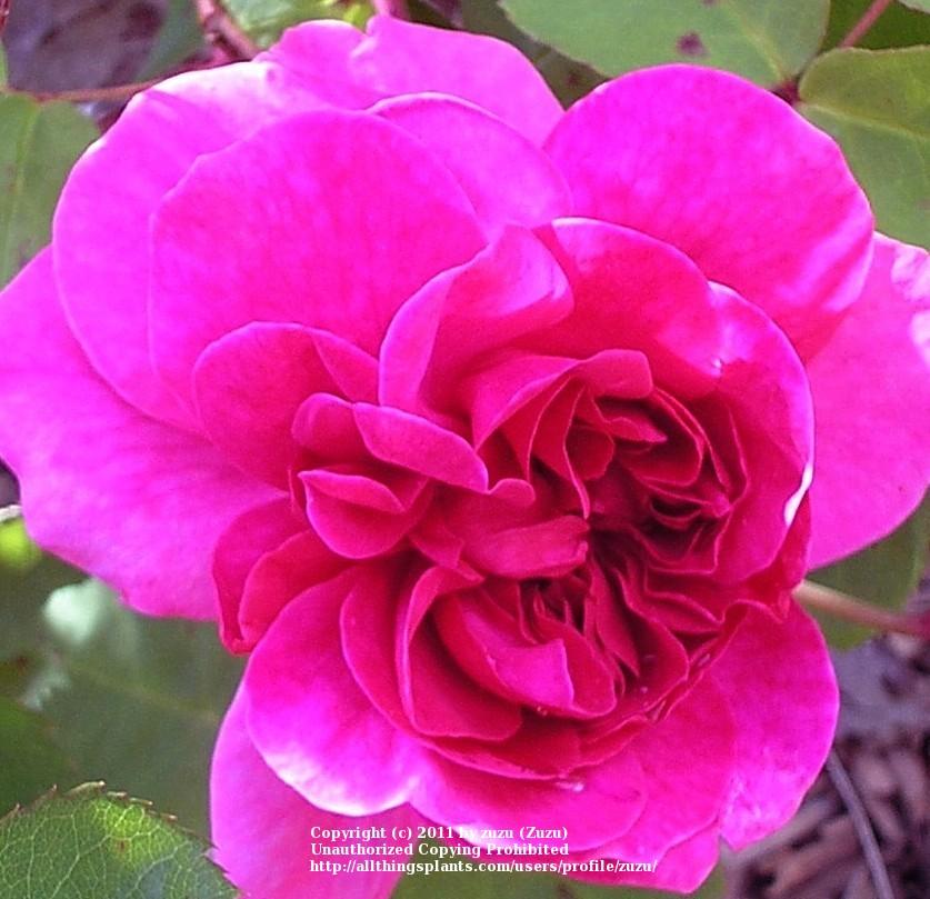 Photo of Rose (Rosa 'Sophy's Rose') uploaded by zuzu