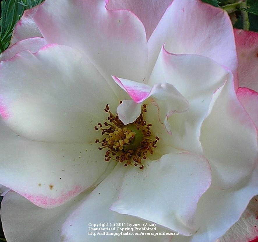 Photo of Rose (Rosa 'Cherry Parfait') uploaded by zuzu