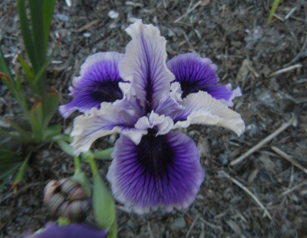 Photo of Pacific Coast Iris (Iris 'Sea Admiral') uploaded by KentPfeiffer