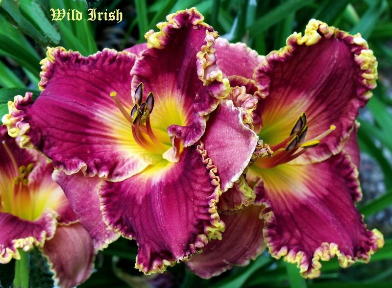 Photo of Daylily (Hemerocallis 'Wild Irish') uploaded by Ladylovingdove