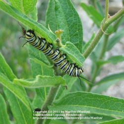 Location: My garden in Kentucky
Date: 2006-07-13
Monarch Caterpillar on leaf