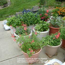 Location: My garden in Kentucky
Date: 2010-06-06
Front left in a 16 inch container at the end of our side entry dr