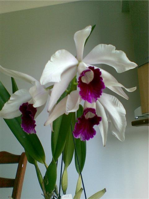 Photo of Orchid (Cattleya purpurata) uploaded by bree