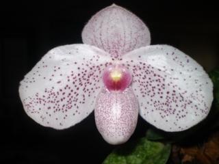 Photo of Slipper orchid (Paphiopedilum Vanda M. Pearman) uploaded by bree