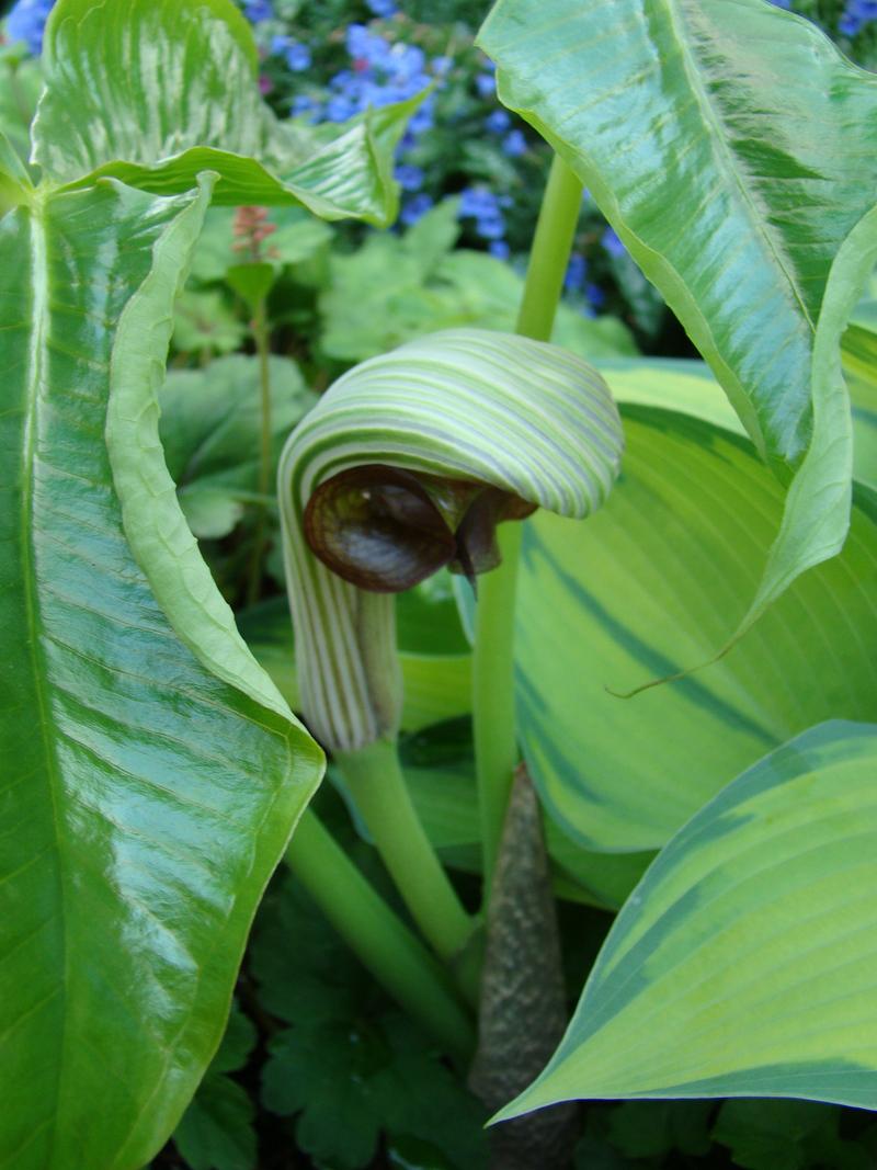 Photo of Cobra Lily (Arisaema ringens) uploaded by daylily970