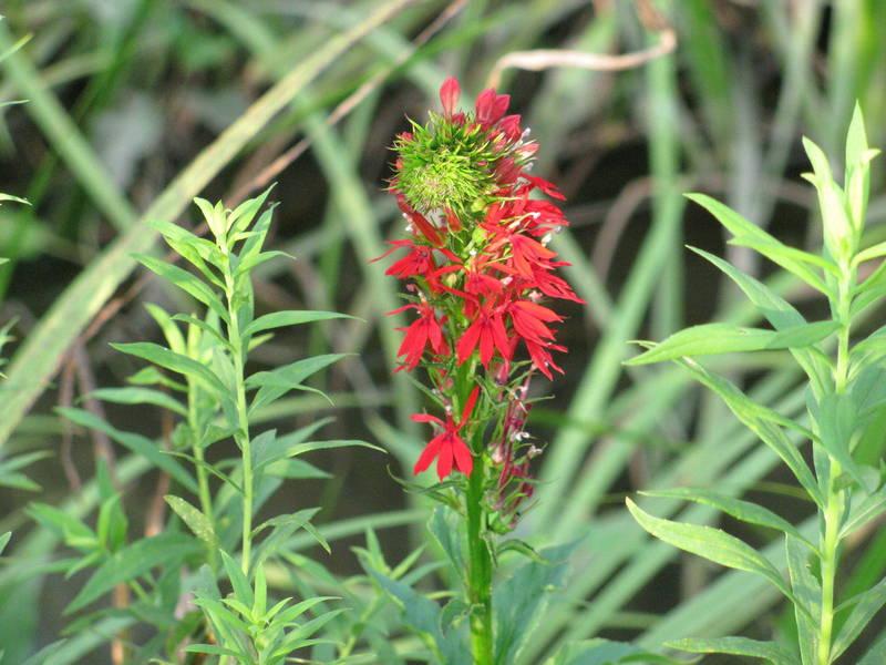 Photo of Cardinal Flower (Lobelia cardinalis) uploaded by jmorth