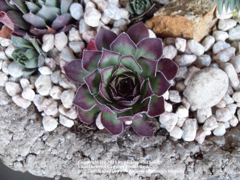 Photo of Hen and Chicks (Sempervivum 'Kimono') uploaded by picklepuff