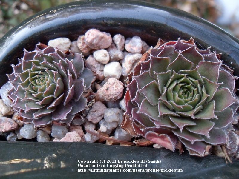 Photo of Hen and Chicks (Sempervivum 'Hullabaloo') uploaded by picklepuff