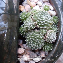 Location: Denver, CO (full sun)
Date: 2011-11-06
Arachnoideum in a strawberry pot