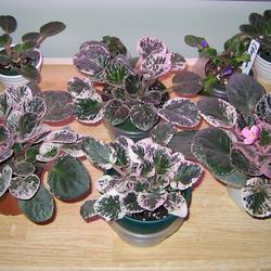 
Date: June 1, 2007
African Violets with pink/white variegated foliage