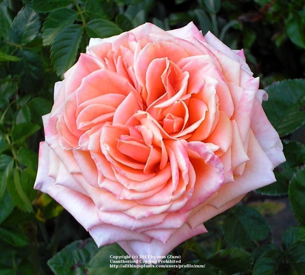 Photo of Rose (Rosa 'Arizona') uploaded by zuzu