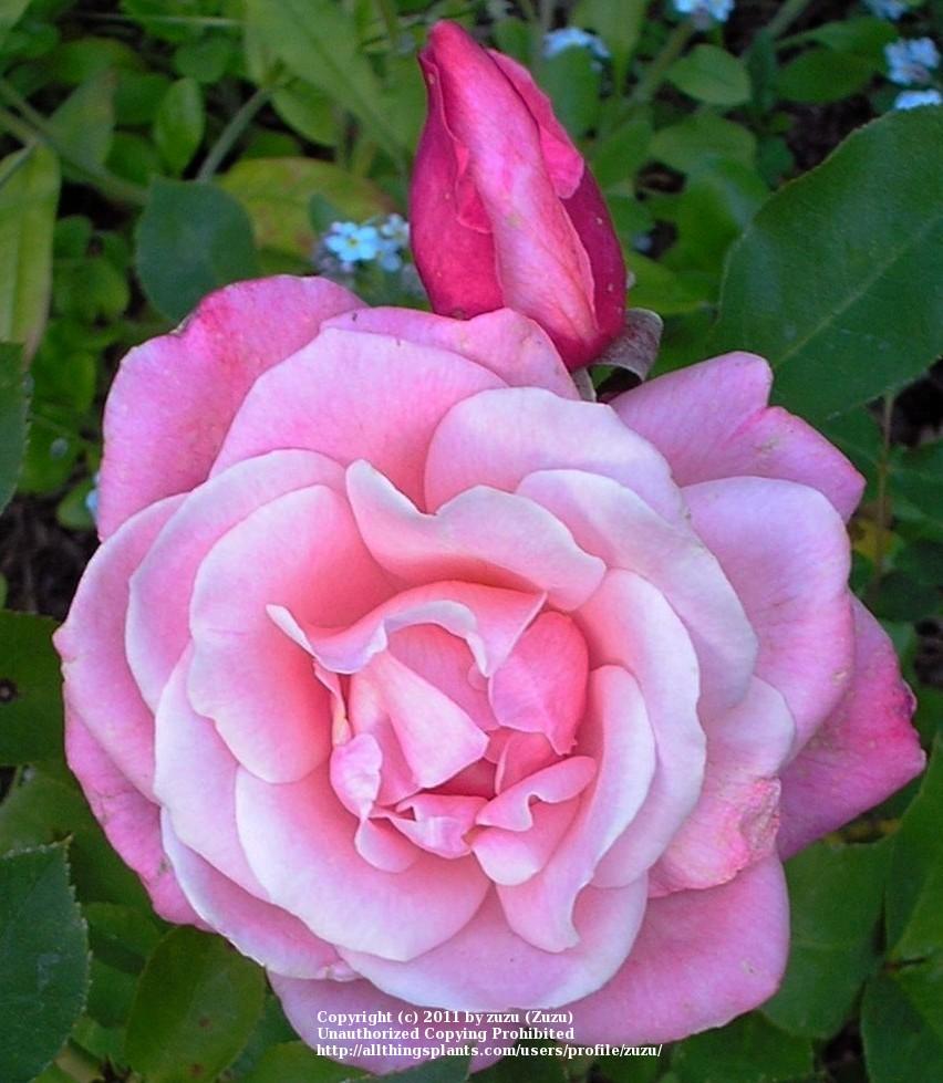 Photo of Rose (Rosa 'Aquarius') uploaded by zuzu