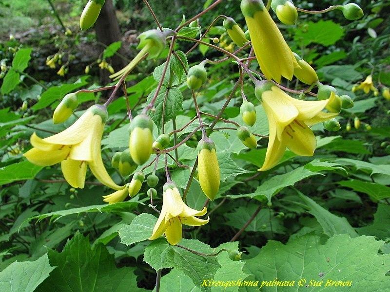 Photo of Yellow Wax Bells (Kirengeshoma palmata) uploaded by Calif_Sue