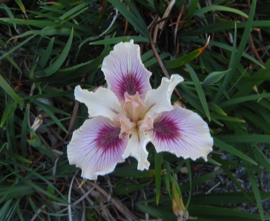 Photo of Pacific Coast Iris (Iris 'Simply Wild') uploaded by KentPfeiffer