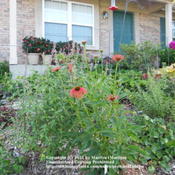 Location: My garden in KentuckyDate: 2010-06-16Love it!