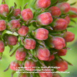 Location: My garden in Kentucky
Date: 2011-10-06
Interesting looking flower buds.