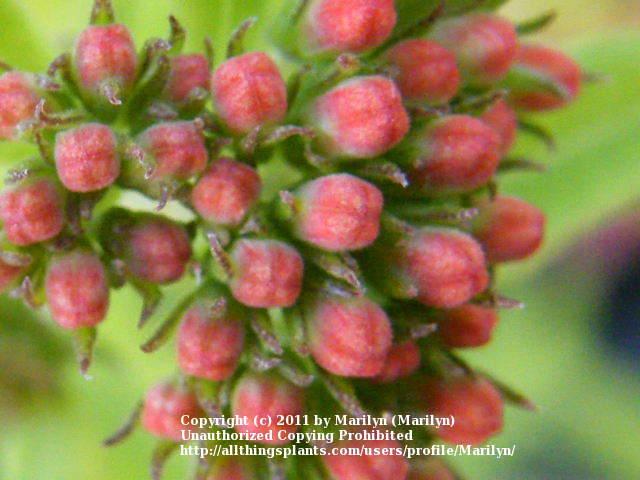 Photo of Firecracker Bush (Bouvardia ternifolia) uploaded by Marilyn