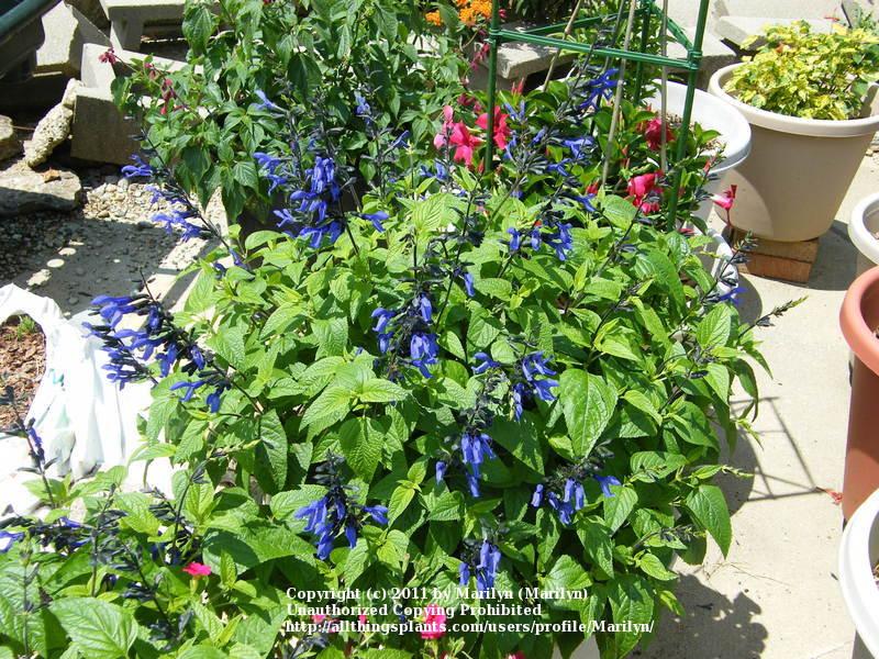 Photo of Anise-Scented Sage (Salvia coerulea 'Black and Blue') uploaded by Marilyn