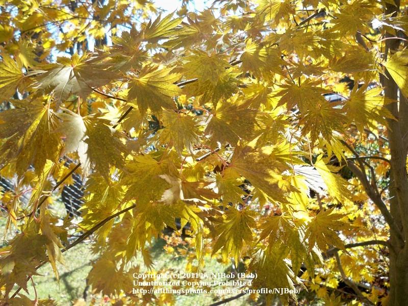 Photo of Full Moon Maple (Acer shirasawanum 'Autumn Moon') uploaded by NJBob