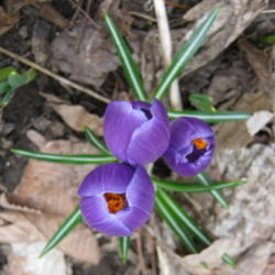 Location: Indiana  Zone 5
Date: 2011-03-20