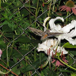 Location: central Illinois
Date: 2010-08-06
Hummingbird moth enticed at dusk.