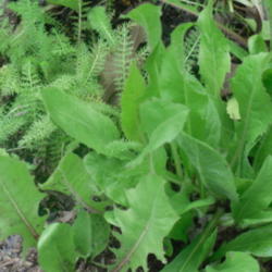 Location: Northeastern, Texas
Date: May 2011
Chicory greens are very nutritious and can be added to salads