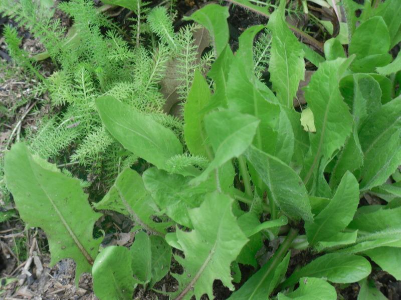 Photo of Chicory (Cichorium intybus) uploaded by wildflowers