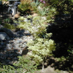 Location: My garden in Bakersfield, CA
Date: Spring 2009