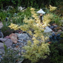 Location: My garden in Bakersfield, CA
Date: Spring 2010