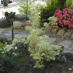Location: My garden in Bakersfield, CA
Date: Spring 2010