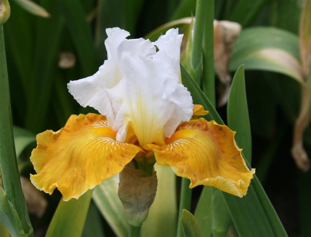 Photo of Tall Bearded Iris (Iris 'Salzburg Echo') uploaded by KentPfeiffer