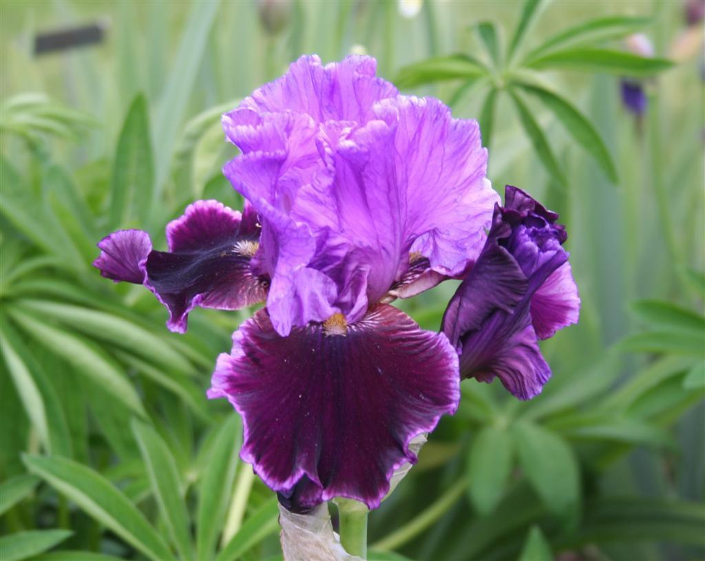 Photo of Tall Bearded Iris (Iris 'Violet Turner') uploaded by KentPfeiffer