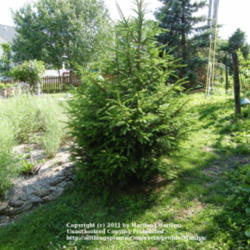 Location: My garden in Kentucky
Date: 2011-06-16
Second of three 'Black Hills' Spruce trees we have.