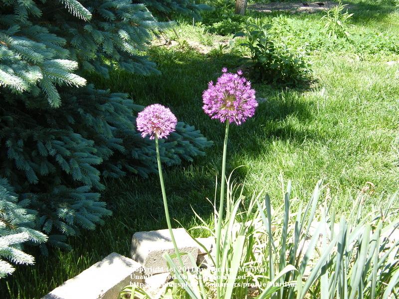 Photo of Flowering Onion (Allium 'Purple Sensation') uploaded by Marilyn