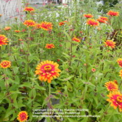 Location: My garden in Kentucky
Date: 2011-10-28
My favorite Zinnia!