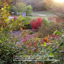 Location: Molly Hollar Wildscape Arlington, Texas.
Date: Fall 2010
The beautiful colors of Smooth sumac in Fall.