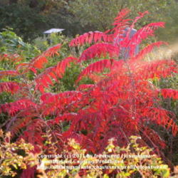 Location: Molly Hollar Wildscape Arlington, Texas.
Date: Fall 2010
Another view of gorgeous color.