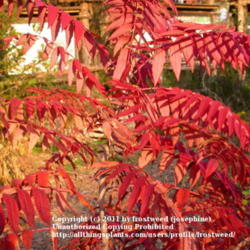 Location: Molly Hollar Wildscape Arlington, Texas.
Date: Fall 2010
Close up of Smooth Sumac in Fall color.