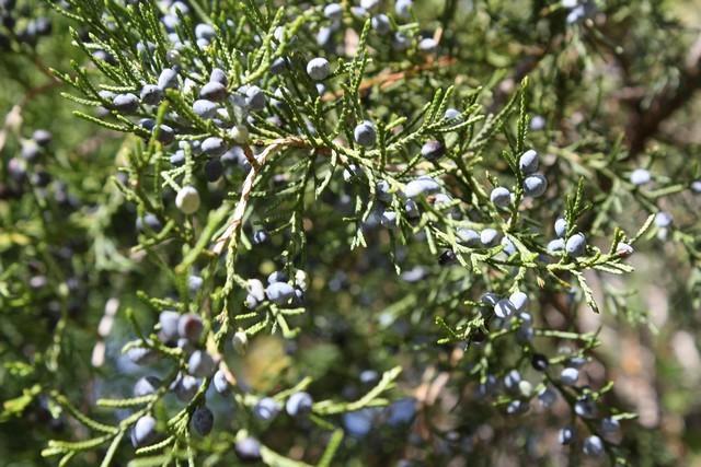 Photo of Eastern Red Cedar (Juniperus virginiana) uploaded by gingin