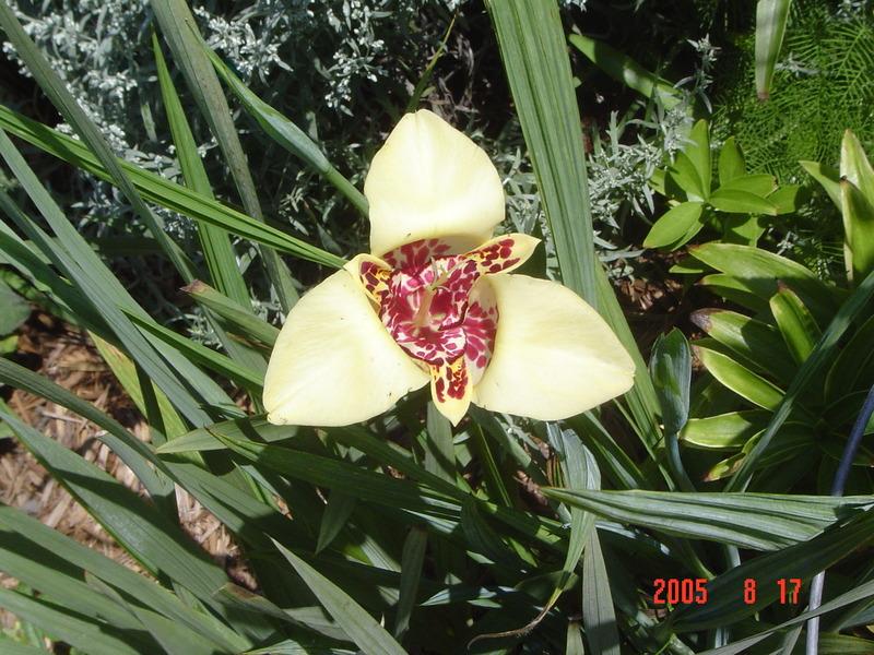 Photo of Mexican Shell Flower (Tigridia pavonia) uploaded by jmorth