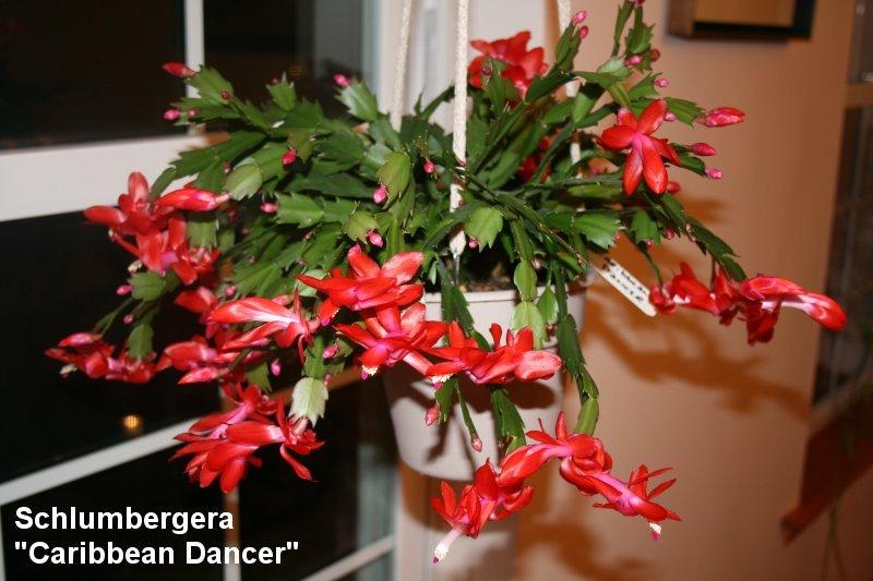 Photo of Holiday Cactus (Schlumbergera 'Carribean Dancer') uploaded by keystone