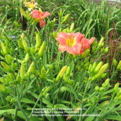 Location: Perfect Perennials daylily nursery; York, PA
Date: 2011-07-05
Wow look at all those buds!!!