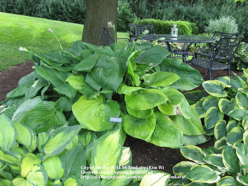 Photo of Hosta 'Sum and Substance' uploaded by kimkats