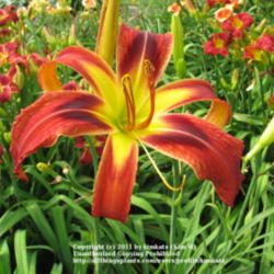 Location: Perfect Perennials daylily nursery; York, Pa
Date: 2011-07-05