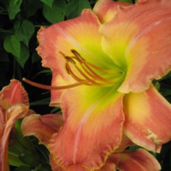Location: Perfect Perennials daylily nursery; York, Pa
Date: 2011-07-06