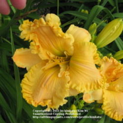 Location: Perfect Perennials daylily nursery; York, Pa
Date: 2011-07-05
