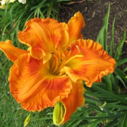 Location: Perfect Perennials daylily nursery; York, PA
Date: 2011-07-06