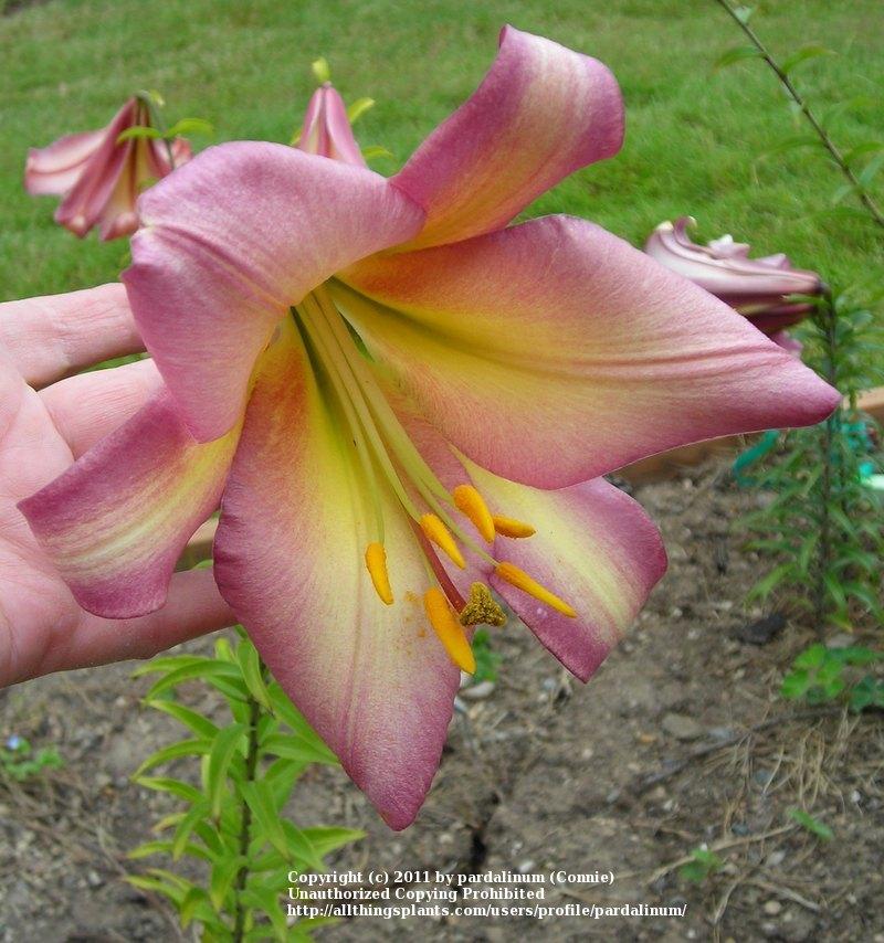 Photo of Lilies (Lilium) uploaded by pardalinum