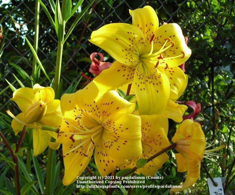 Photo of Lily (Lilium 'Pearl Jennifer') uploaded by pardalinum