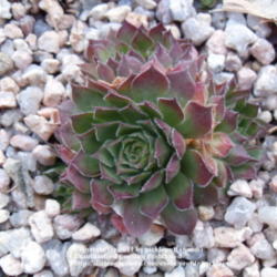 Location: Denver, CO (full sun)
Date: 2011-11-07
New plant-6 mos old. Source: Mtn Crest Gardens